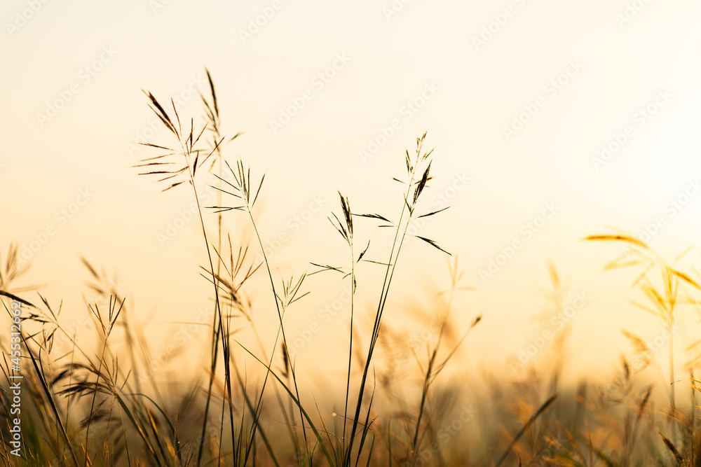 Wild grass with golden hours in the morning Wild grass with golden hours in the morning