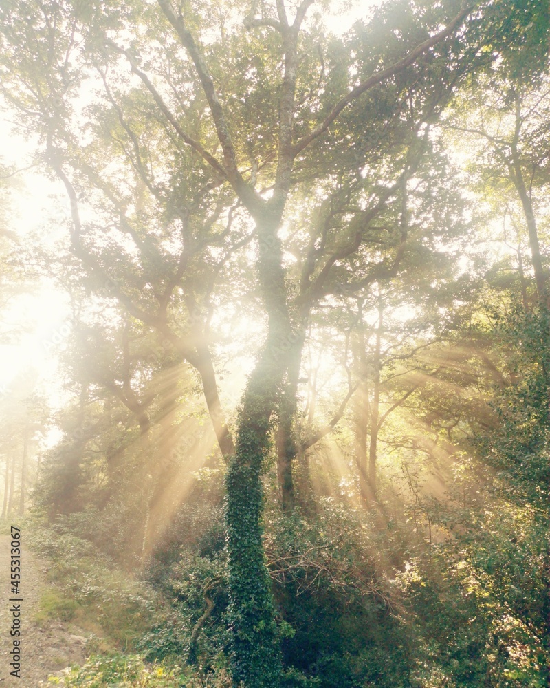Obraz premium idless woods rays and mist near Truro Cornwall england uk 