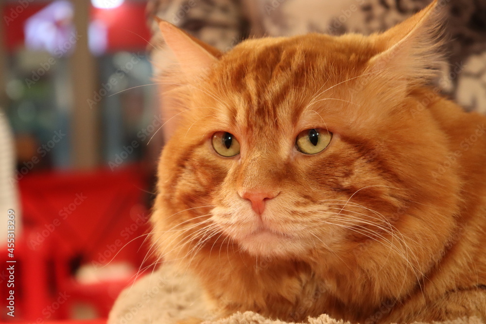 redhead old cat wit huge muzzle - obrazy, fototapety, plakaty 