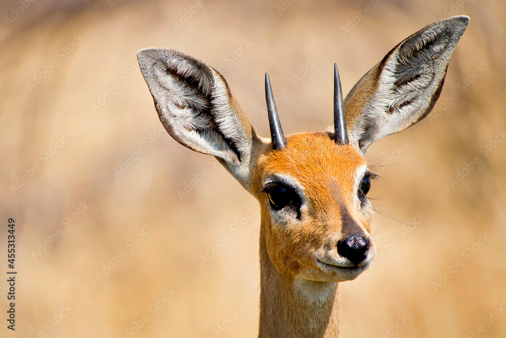 Steenbok, Raphicerus campestris, Chobe National Park, Botswana, Africa. Steenbok, Raphicerus campestris, Chobe National Park, Botswana, Africa.