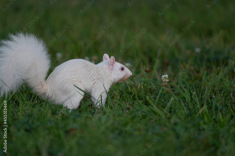 white squirrel