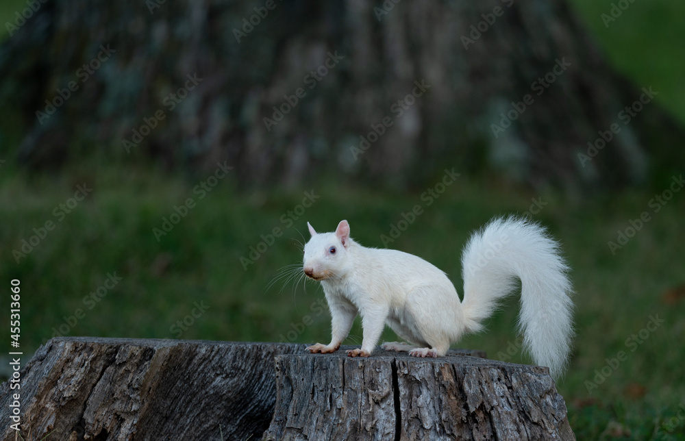 Obraz premium white squirrel