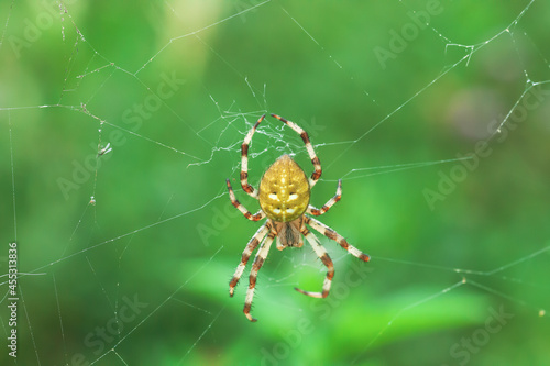 Four-spot orb-weaver yellow spider on web. Araneus quadratus arachnid on spiderweb