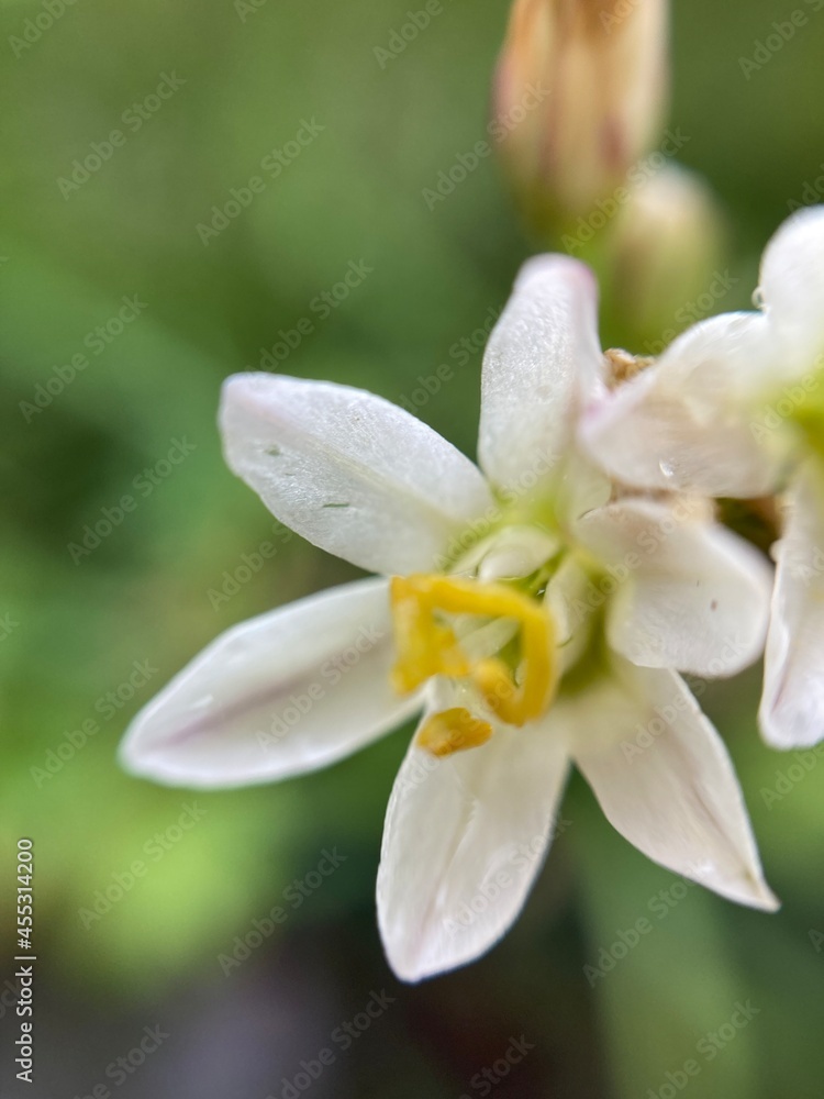 Fototapeta premium Flor blanca
