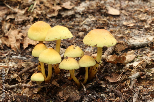 In the fall, mushrooms began to grow in the forest. 