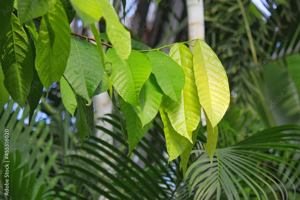 Lush green coffee leaves growing on the tree. Lush green coffee leaves growing on the tree.