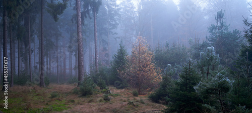 Sachsenwald bei Nebel