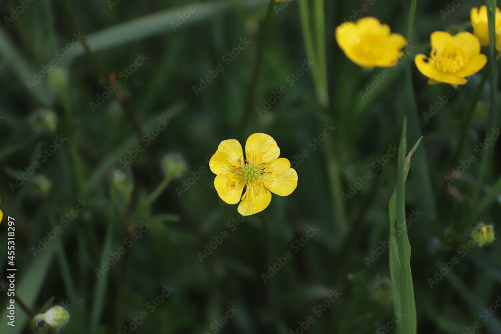 Obraz premium Butterblume