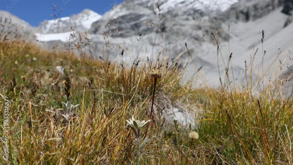 Edelweiss in the Stelvio National Park in Valtellina, Italy Edelweiss in the Stelvio National Park in Valtellina, Italy