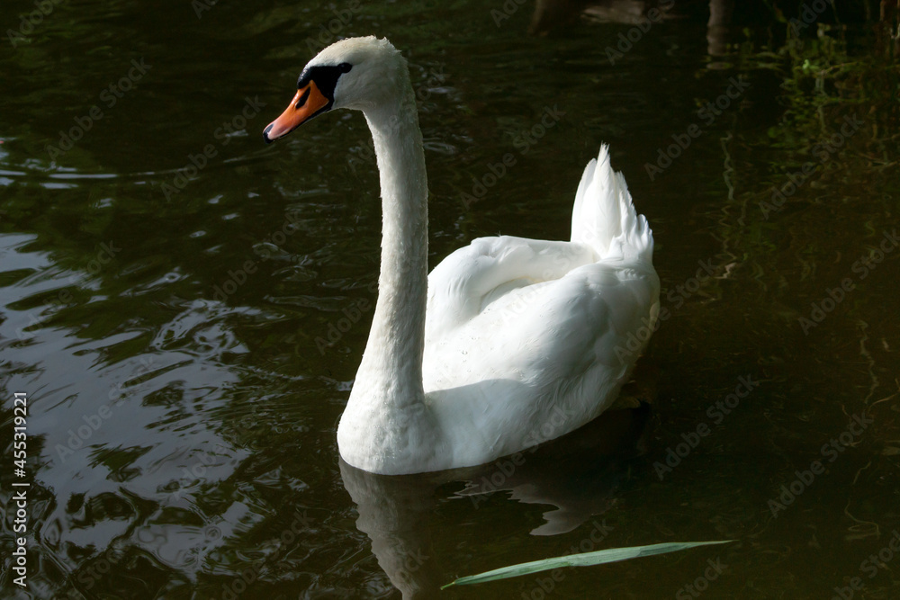 Graceful white swan with red beak floating in water Graceful white swan with red beak floating in water