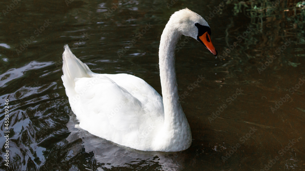 Graceful white swan with red beak floating in water Graceful white swan with red beak floating in water
