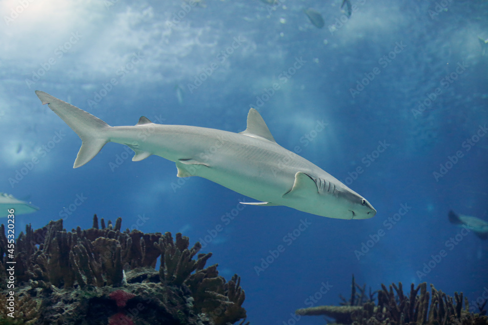 Fototapeta premium Shark passing by