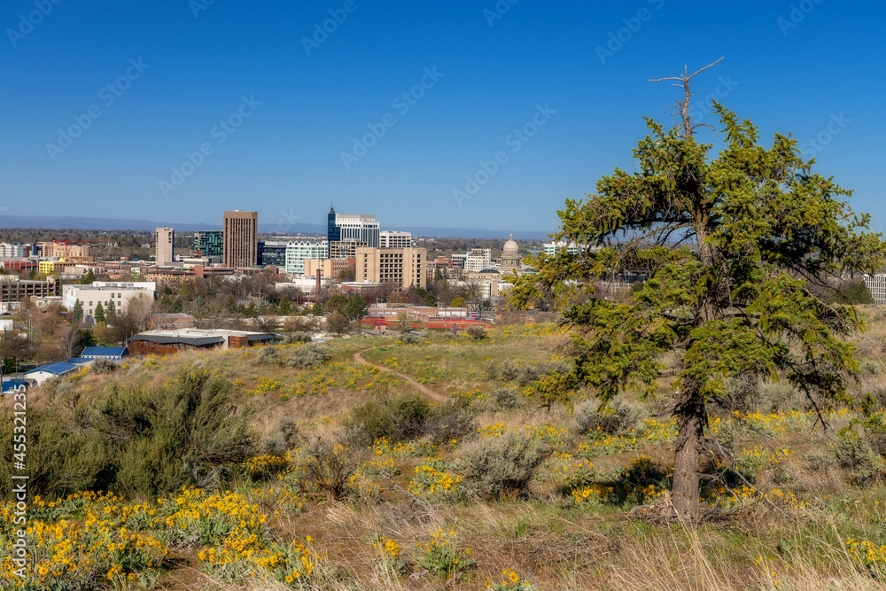 Boise foothills with wildflowers in bloom and skyline