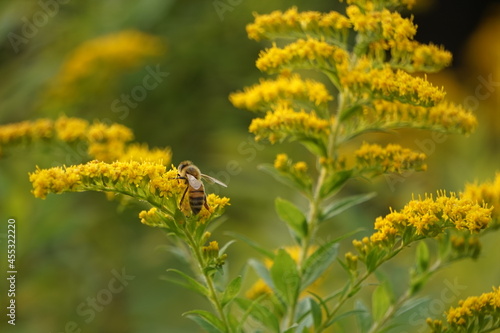 Honeybee pollenating goldenrod, beautiful background