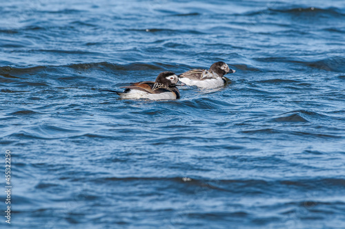 Pair of the Long-tailed Duck (Clangula hyemalis) in Barents Sea coastal area, Russia