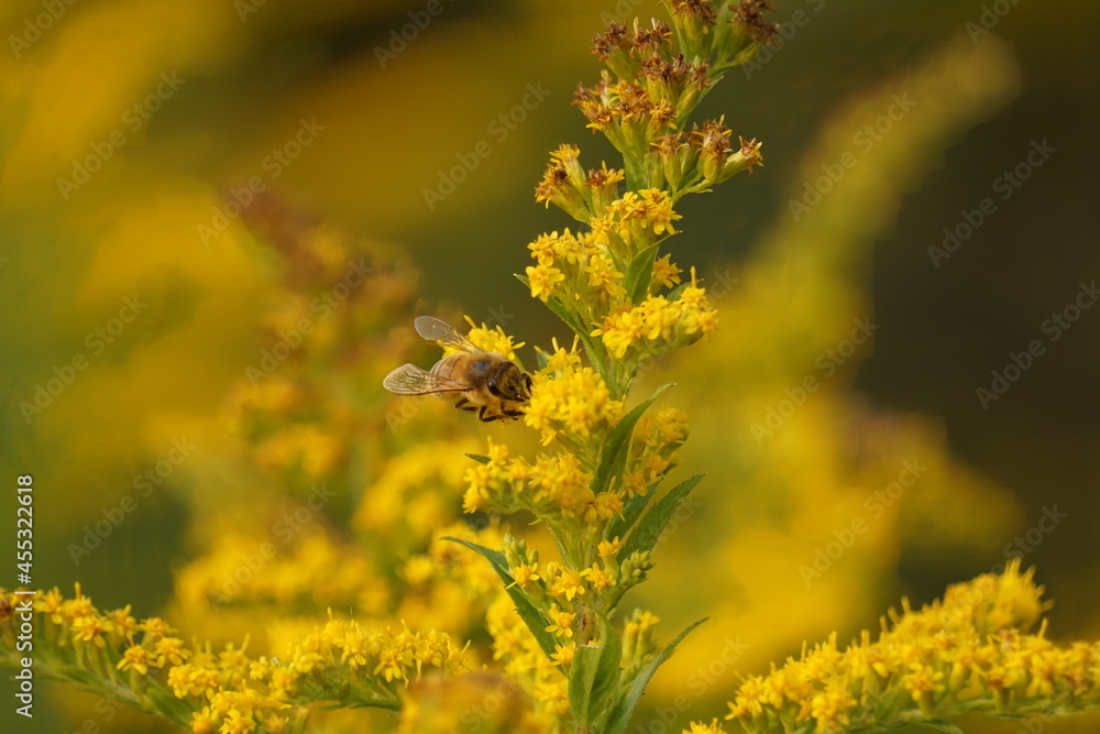 Honeybee pollenating goldenrod, beautiful background Honeybee pollenating goldenrod, beautiful background