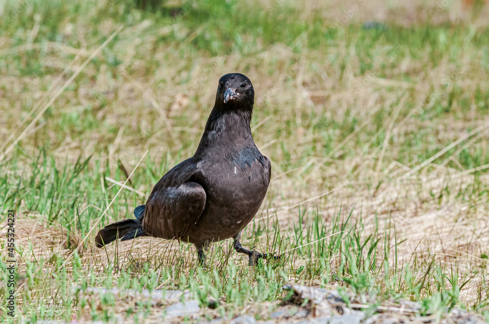 Fototapeta premium Pomarine Jaeger (Stercorarius pomarinus) in Barents Sea coastal area, Russia