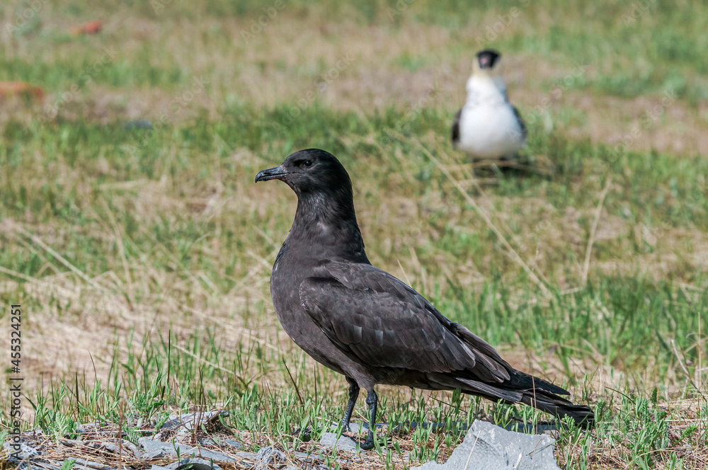 Pomarine Jaegers (Stercorarius pomarinus) in Barents Sea coastal area, Russia Pomarine Jaegers (Stercorarius pomarinus) in Barents Sea coastal area, Russia
