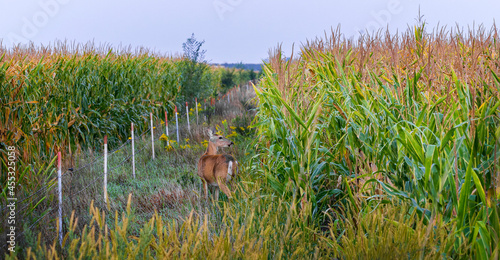 White-Tailed Doe