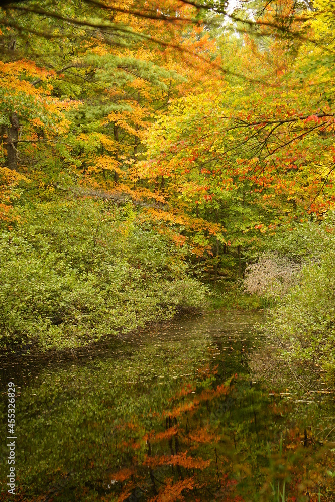 Fall Foliage in Maine New England, Maple, Birch, Beech, Pine trees, beautiful autumn background