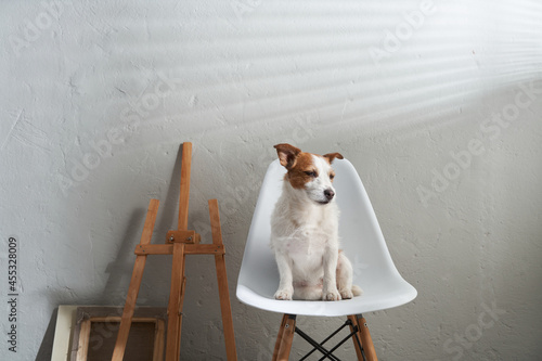 the dog sits on a chair against the background of a textured wall. Jack Russell Terrier in creative workshop © annaav