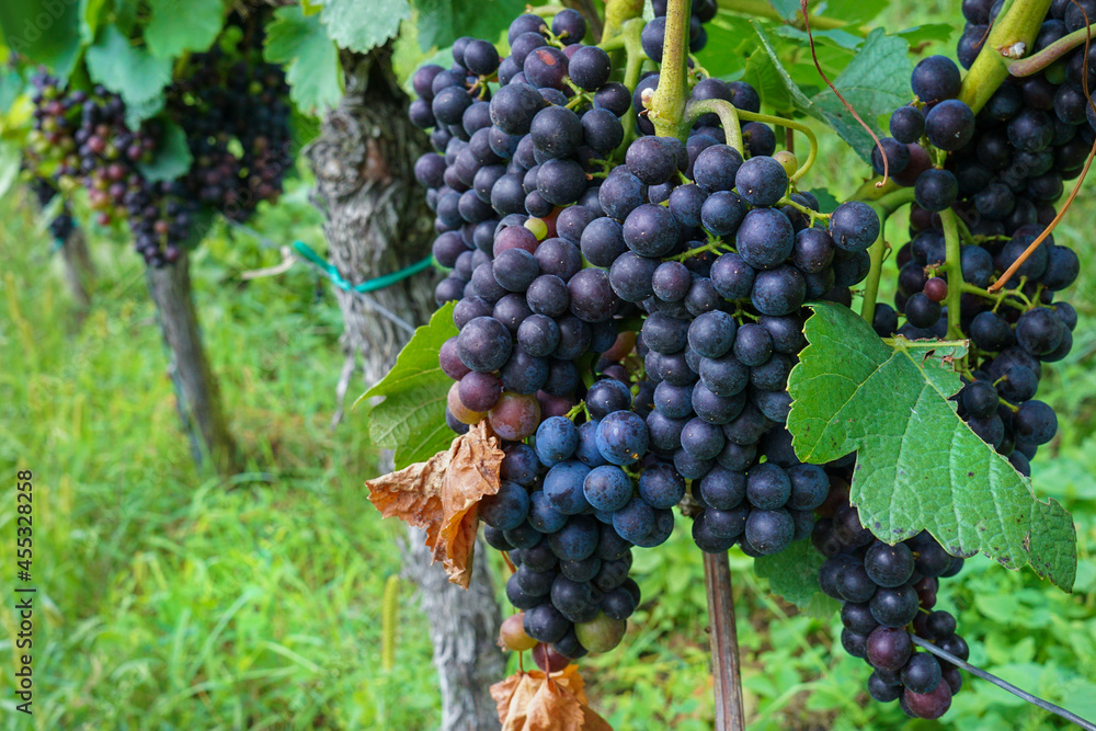 A bunch of dark grapes on a vine plant