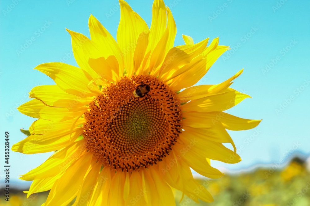 Naklejka premium Sunflower on a farmer field against the blue sky
