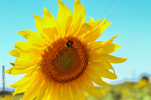Fototapeta Naklejka Na Ścianę i Meble -  Sunflower on a farmer field against the blue sky