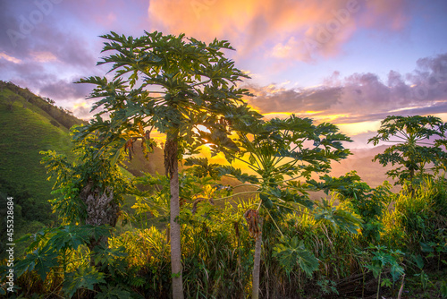 tropical plants on a colorful sunrise in the Dominican Republic