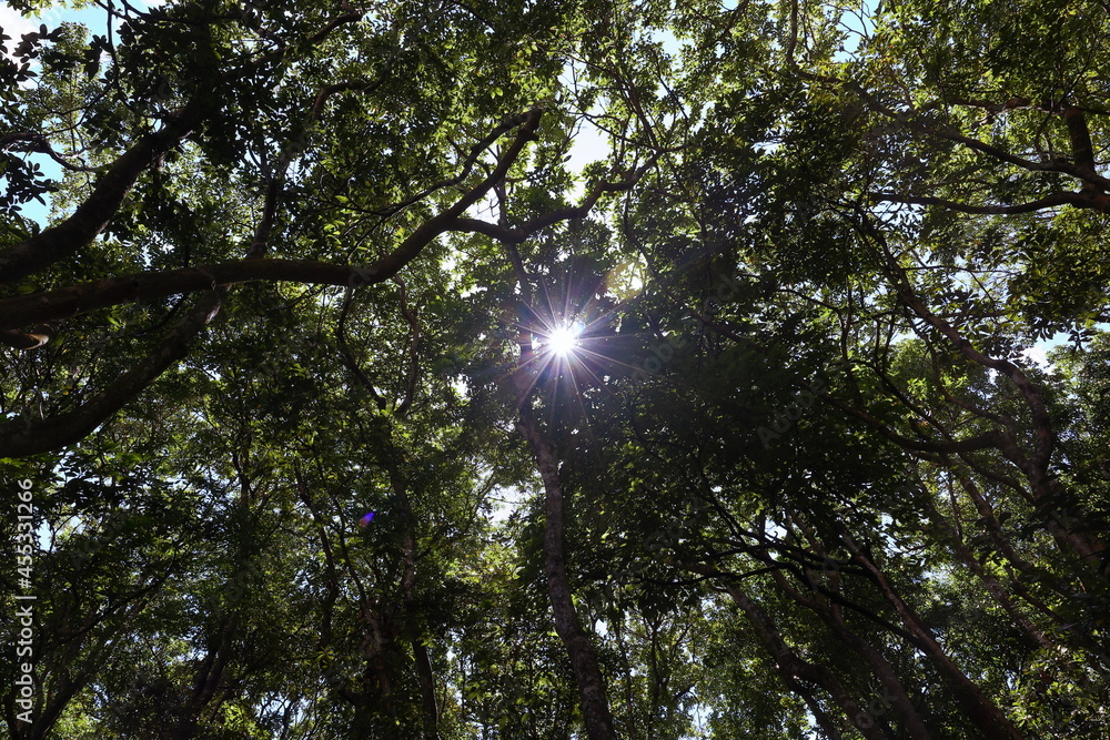 Obraz premium Lightbeam shedding through trees after forest rain