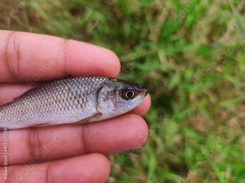 baby rohu labeo rohita carp fish seed in hand in nice blur background for sale in hatchery