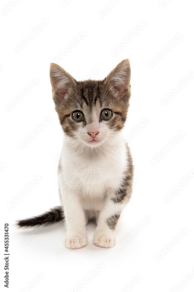 Obraz premium Tabby kitten looking at camera