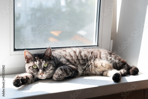 Pretty gray tabby cat lying on the white window sill in the sunshine looking straight at the camera