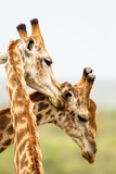 Two Common Giraffe play fighting against a light African sky, in South Africa