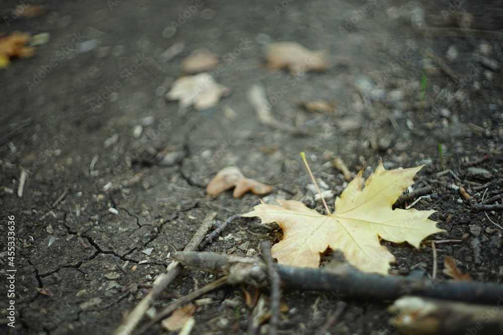yellow maple leaf on a dirt road in the autumn forest yellow maple leaf on a dirt road in the autumn forest