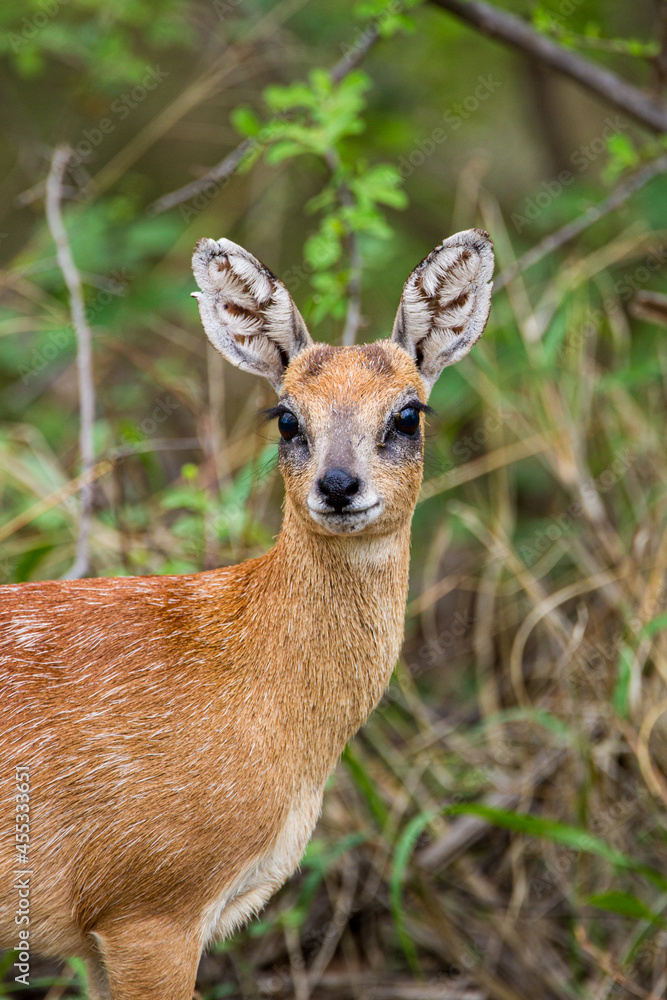 Sharpe's Grysbok standing in the bush in Kruger Park, South Africa Sharpe's Grysbok standing in the bush in Kruger Park, South Africa