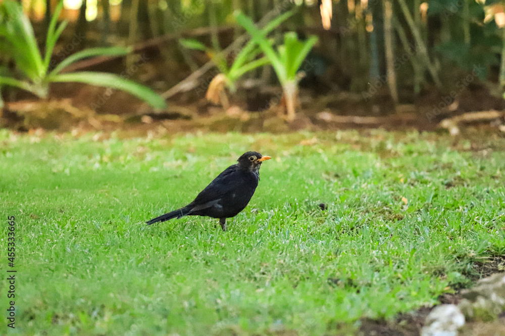 blackbird posing in the grass blackbird posing in the grass