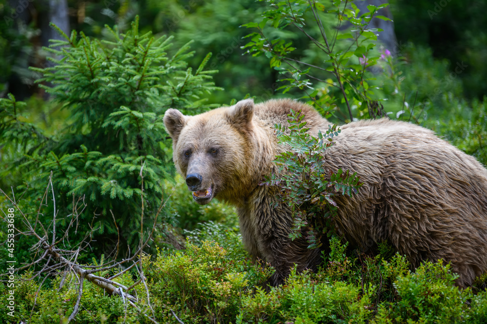 Wild Brown Bear in the summer forest. Animal in natural habitat. Wildlife scene Wild Brown Bear in the summer forest. Animal in natural habitat. Wildlife scene