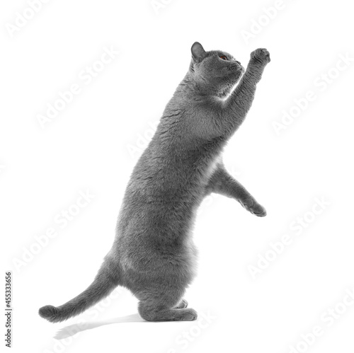 Gray cat catches something on a white background. Playful pet. The cat asks for food. British shorthair cat.