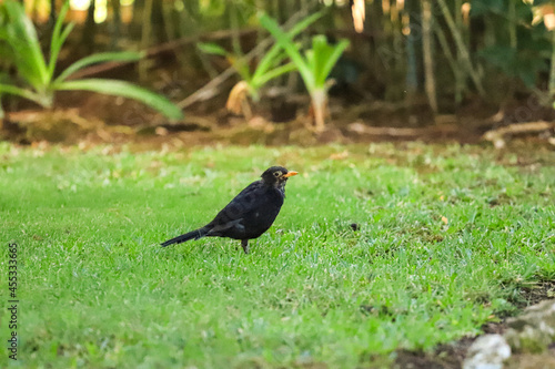 blackbird posing in the grass