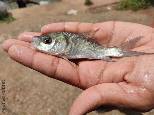 cute little baby indian catla carp fish seed in hand of a farmer