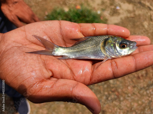 Fototapeta Naklejka Na Ścianę i Meble -  cute little baby indian catla carp fish seed in hand of a farmer