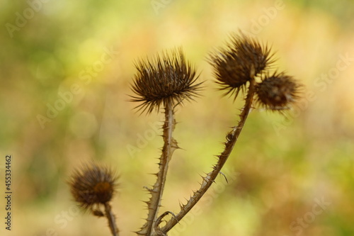 Dry sharp plant thorn growing in autumn sunny forest