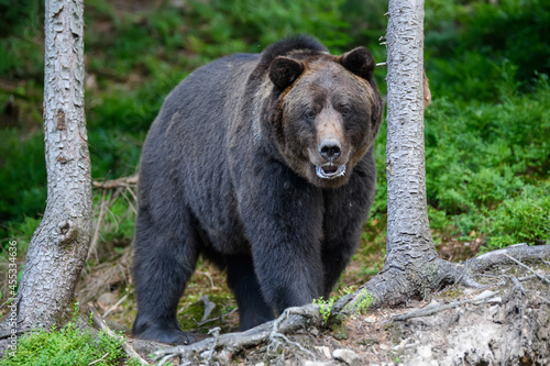 Wallpaper Mural Wild Brown Bear in the summer forest. Animal in natural habitat. Wildlife scene Torontodigital.ca