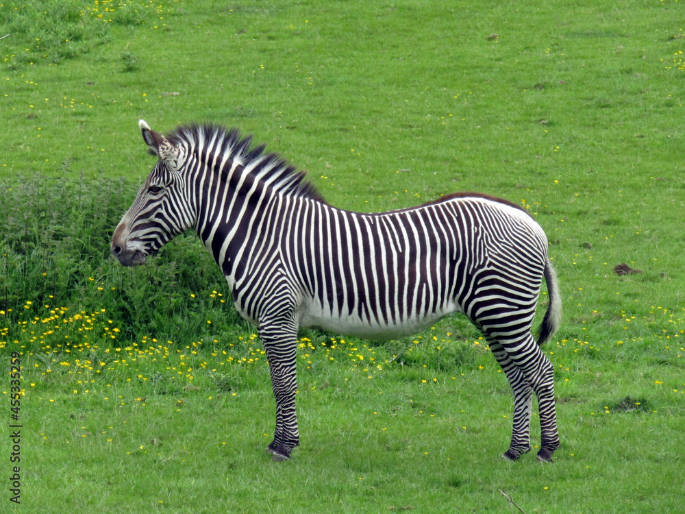Zebra standing in a lush grassy field. Zebra standing in a lush grassy field.