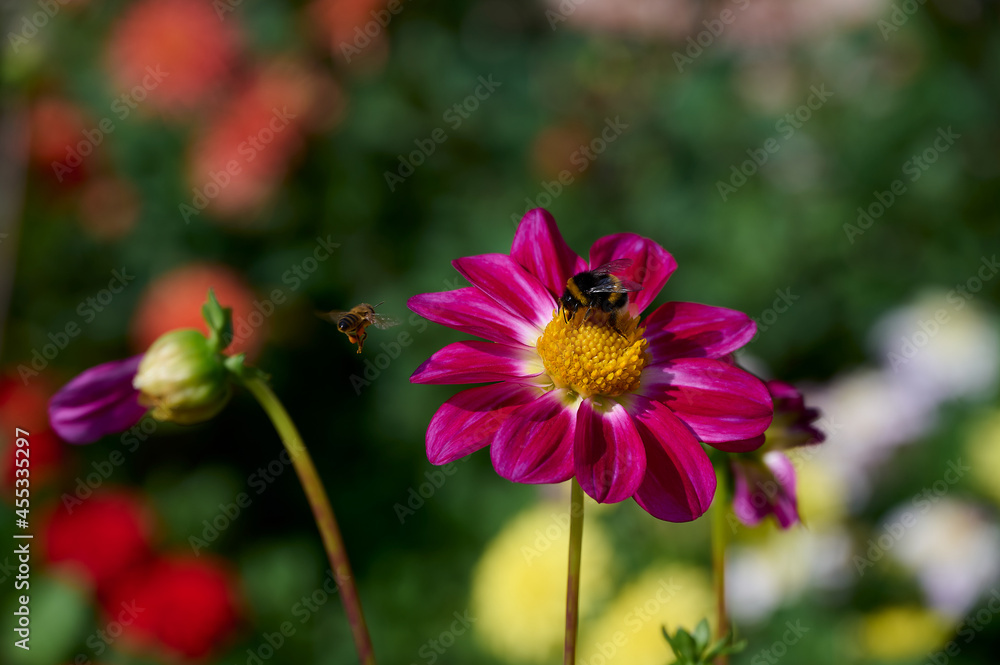 Bumblebee and wasp on a pink dahlia with a yellow heart in the sun