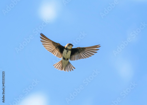 bird swallow flies on the background of the blue sky wide spreading your feathers and wings © nataba