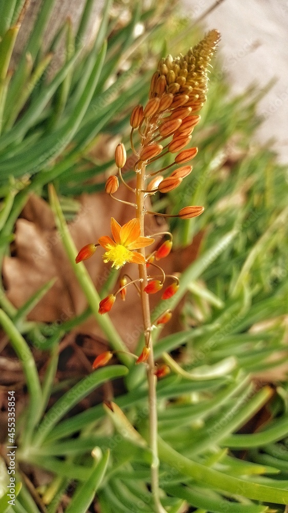 Close up of a flower. Behind you have an autumn leaf. Close up of a flower. Behind you have an autumn leaf.