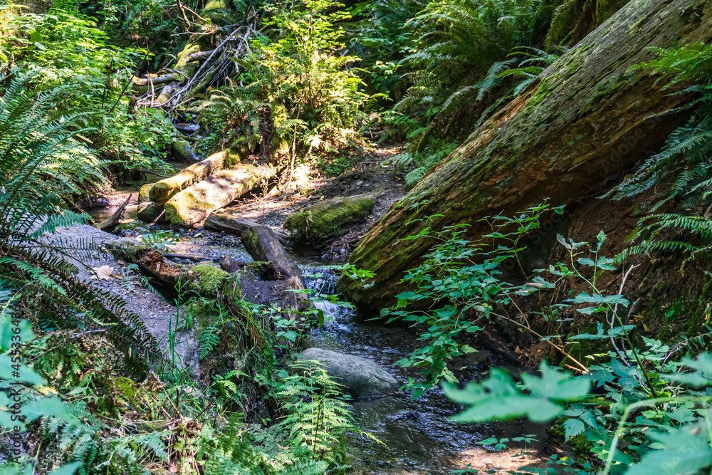 Park Stream And Logs 6