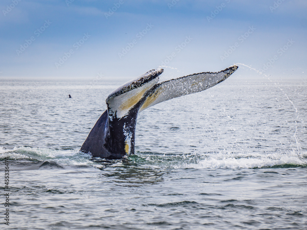 Fototapeta premium Whale watching in Tadoussac (Quebec, Canada)